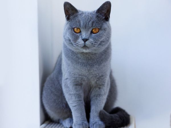 British Shorthair - 2 year old - purebred - Main image