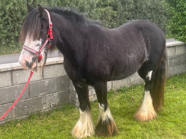 Very good 5 year old Cob Mare - Main image