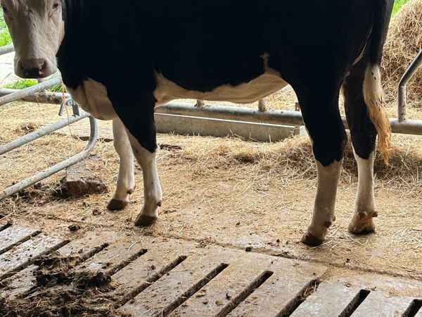 Hereford heifer - Main image