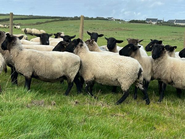 ***GENUINE BREEDING EWES**** - Main image
