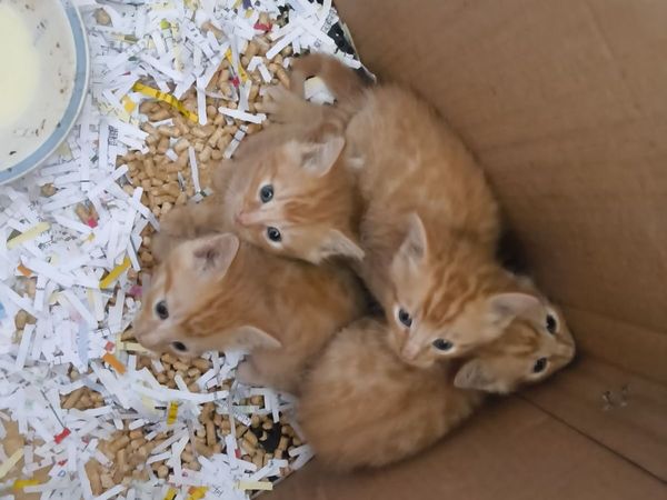 Kittens - Main image