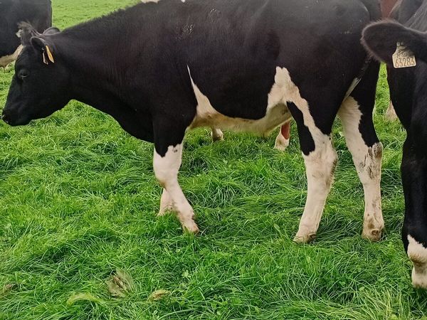 12 friesan bullocks 340 to 380 kgs - Main image