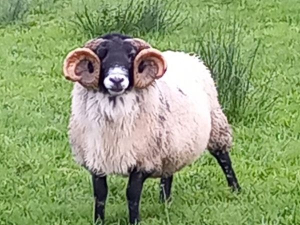 Horned Ram - Main image