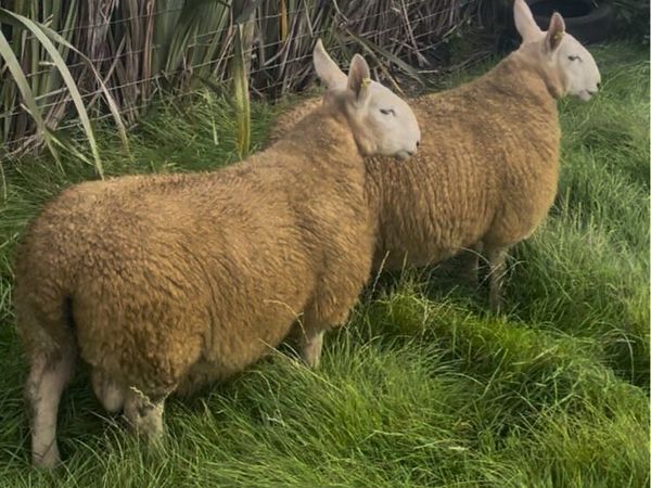North County Ram Lambs - Main image