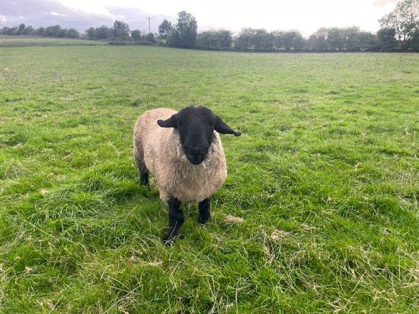 Suffolk ram lambs - Main image
