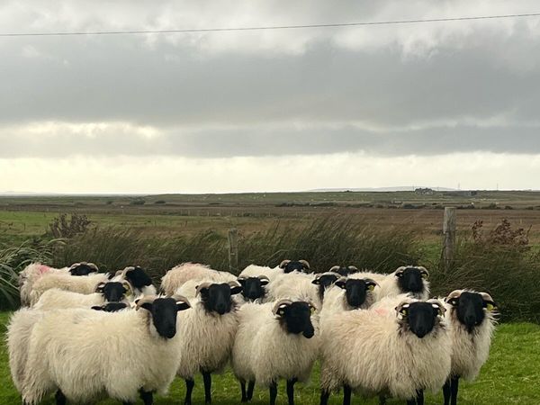 Mountain Ewe Lambs - Main image