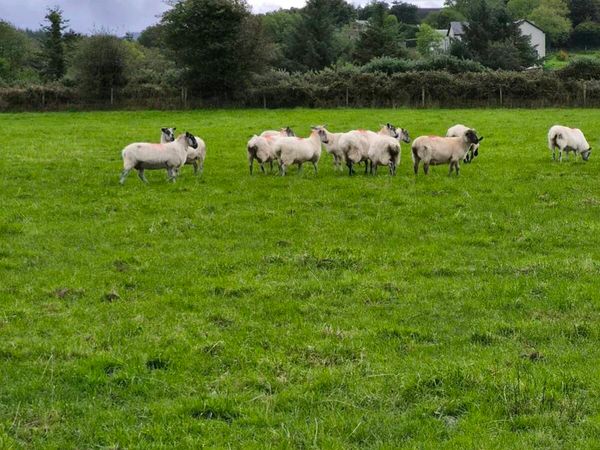 Sheep - Main image