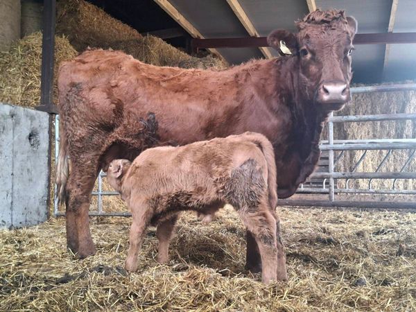 Saler cow with Charolais bull calf - Main image