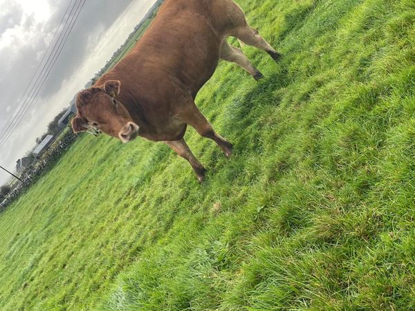 5 breeding heifers for tuam mart monday 28th - Main image