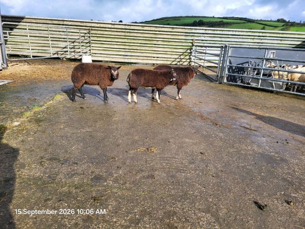 Ram lambs - Main image