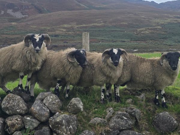Scotch blackfaced Ram lambs - Main image