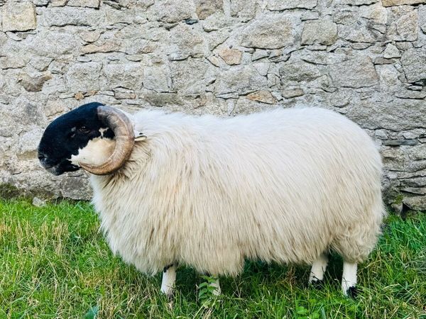 Mourne Blackface Ram Lamb - Main image