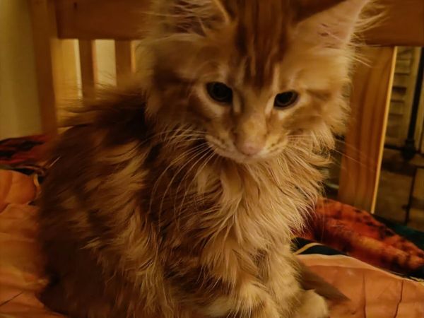 Maine Coon Iker(WCF registered) for sale. - Main image