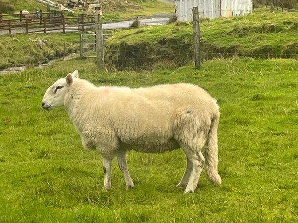 Cheviot Hogget Ram PBRN - Main image