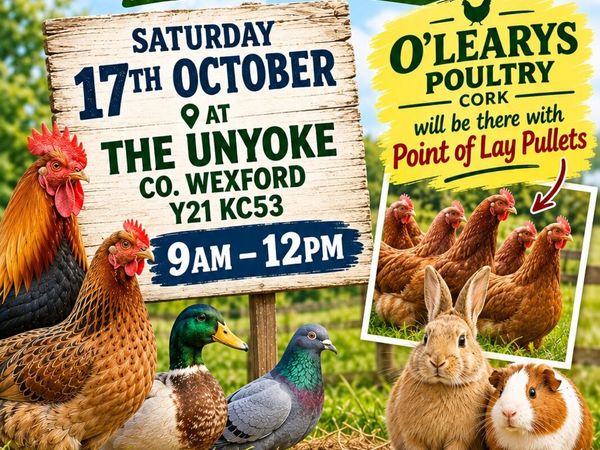 Poultry, Bird and Small Animal Sale - Main image