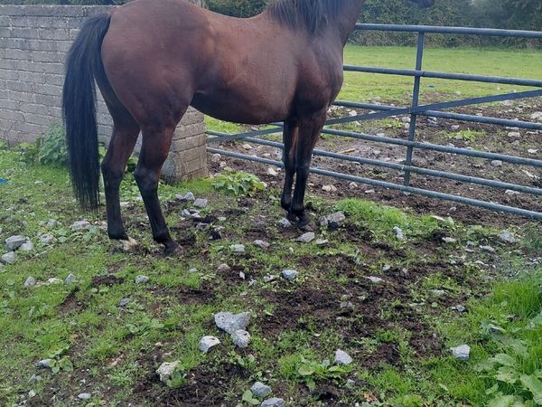 Mare for sale - Main image