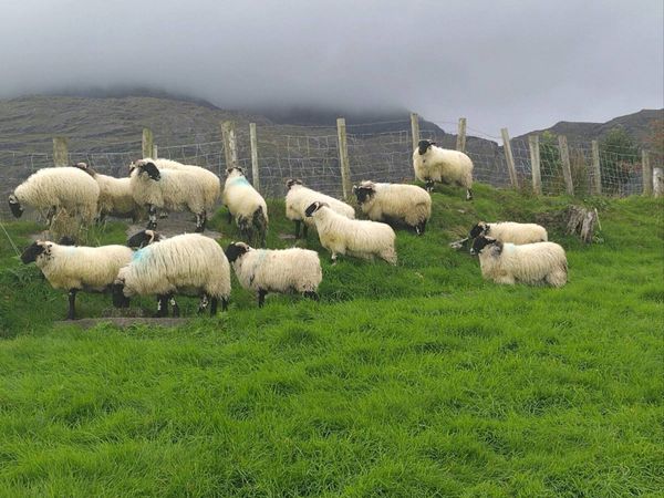 Swale x Lanark ewe lambs - Main image