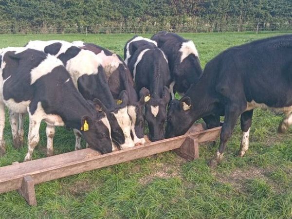 6 friesian bull weanlings - Main image