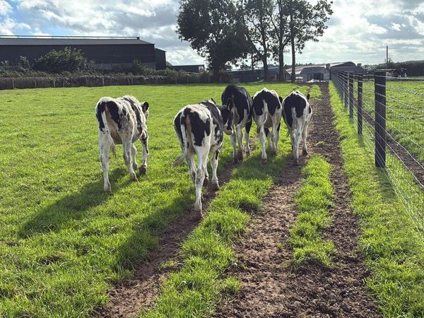 5 march born high ebi Frisian heifers - Main image