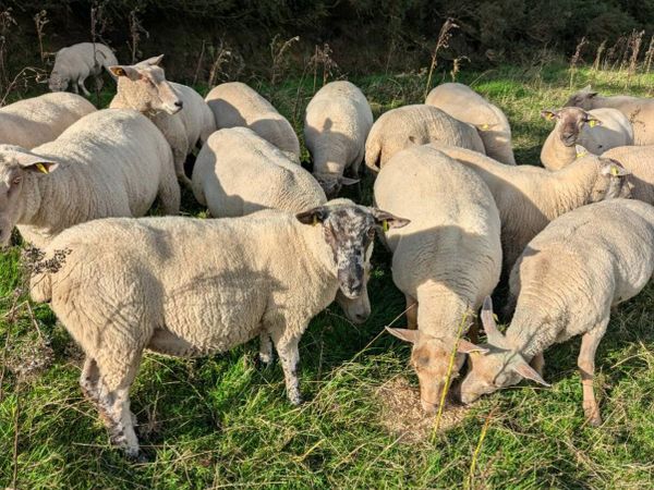 Hoggets ewes - Main image