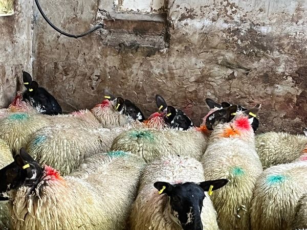 19 super brokie ewe lambs - Main image