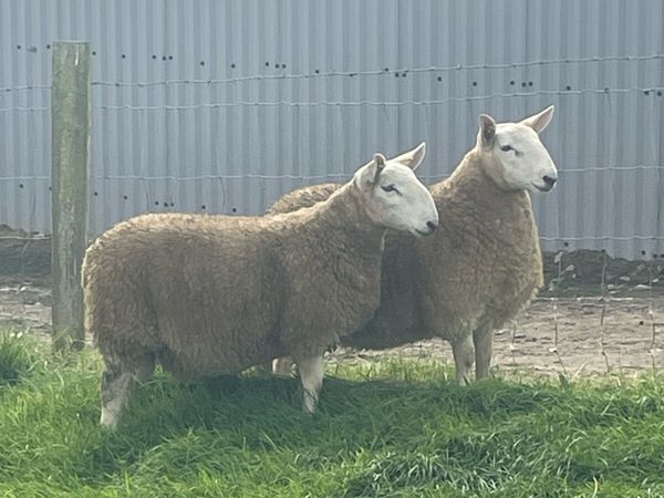 North County Ram Lambs - Main image