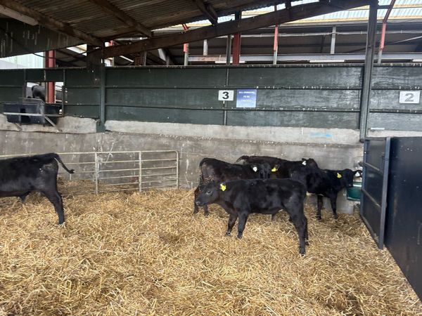 6 super Angus runner bulls - Main image