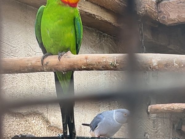 Birds , Birds & More Birds - Main image