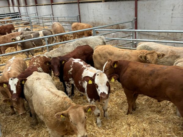 U and E grade bullocks - Main image