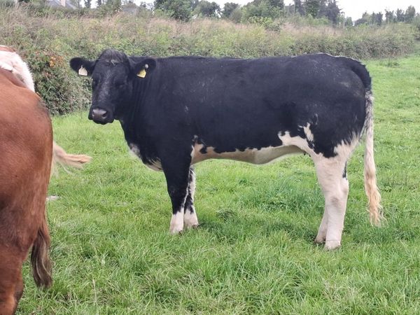 INCALF HEIFHERS - Main image