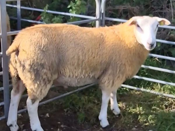 SIS Eligible Belclare Ram Lambs for sale - Main image
