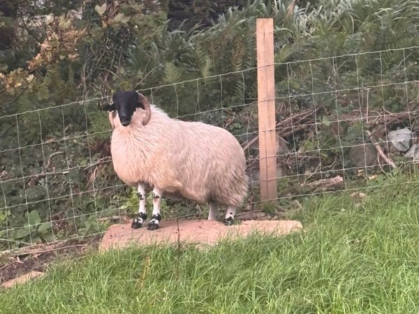 Perth ram lamb - Main image