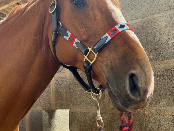 16.2 TB Gelding - Main image