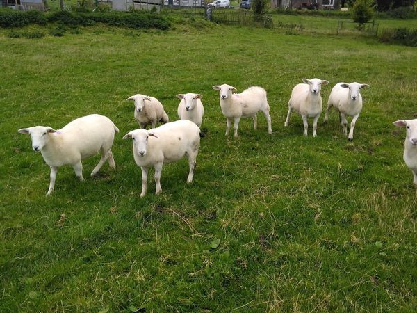 Easycare sheep - Main image