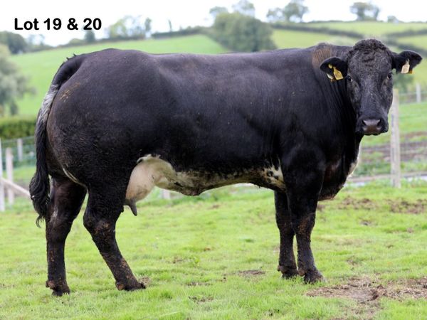 Ryan Burnside's Calved Heifer Sale - Main image