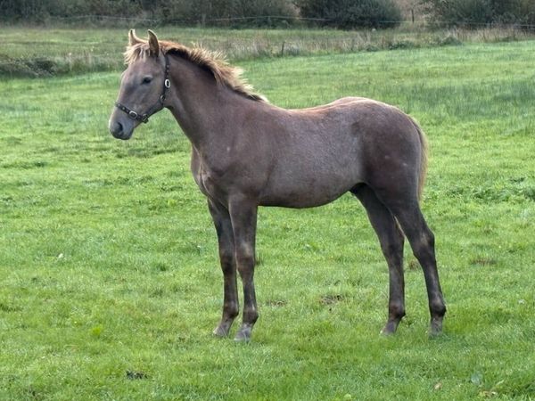 Irish Draught colt foal - Main image