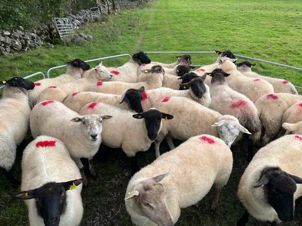 Ewe hoggets - Main image