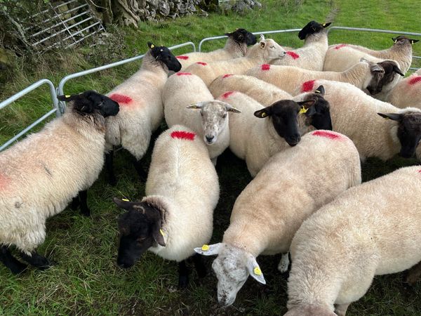 Ewe hoggets - Main image