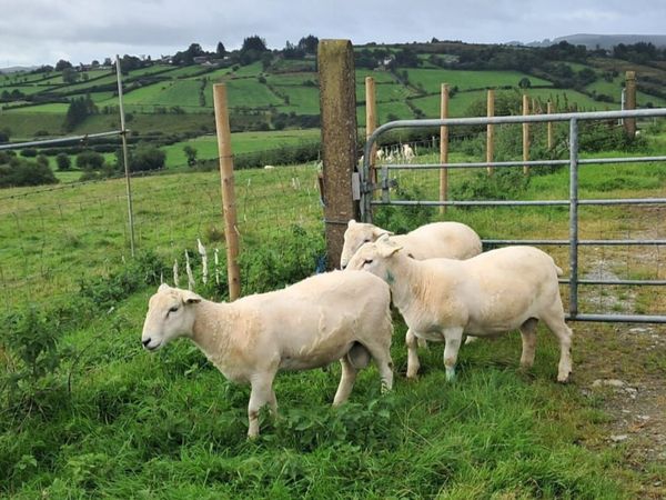 Easycare sheep - Main image