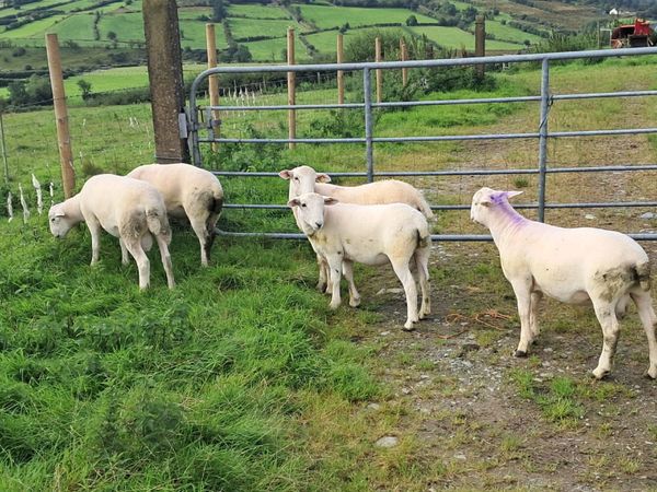 Easy care sheep - Main image