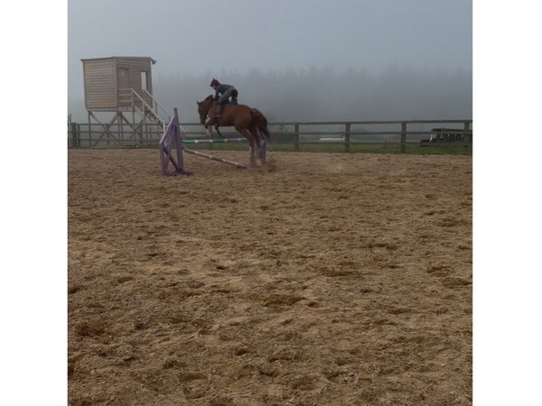 16.2 TB Gelding - Main image