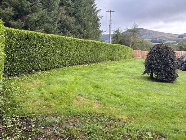 Hedge cutting services - Main image