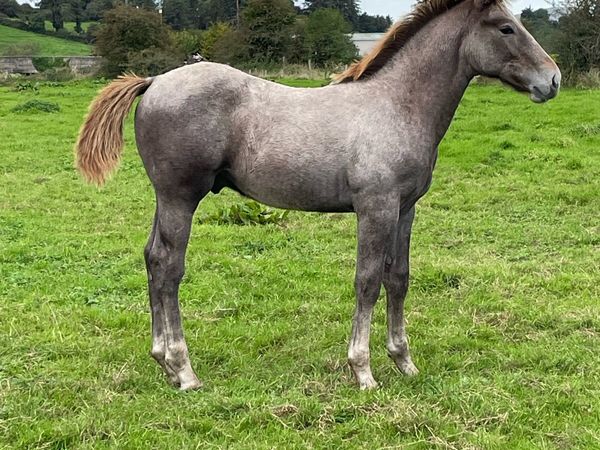 Irish Draught Colt Foal - Main image