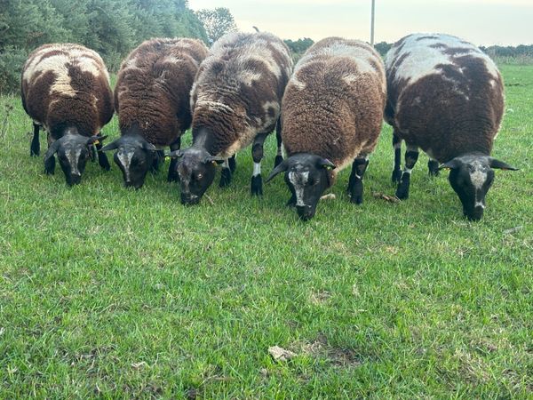 Pedigree Dutch Spotted Ram Lambs - Main image