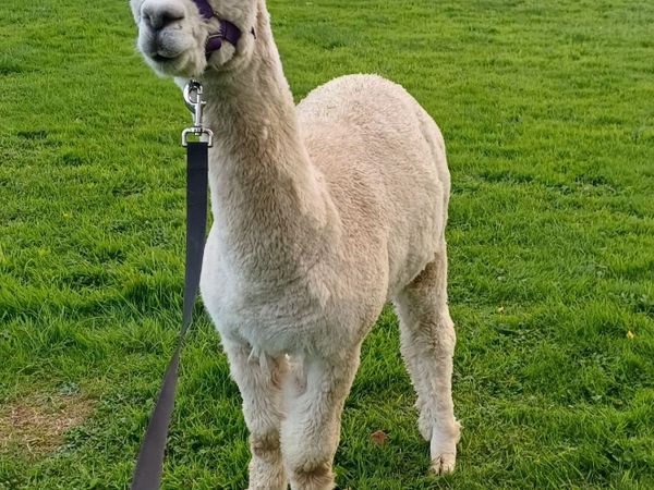 Male alpaca (14 months) - Main image