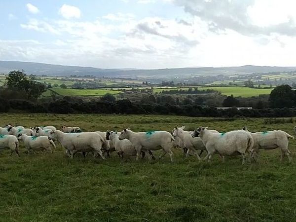 Breeding sheep - Main image