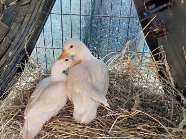 Ducks - Main image