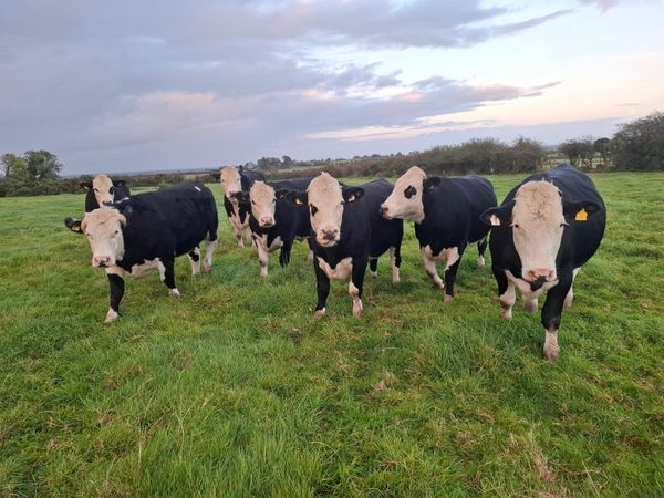 Tuam Mart 28th Sept AAX & HEX - Main image
