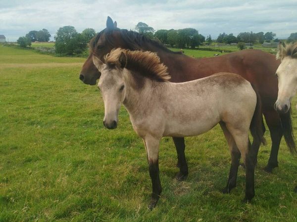Full Connemara filly foal and option to buy mare - Main image