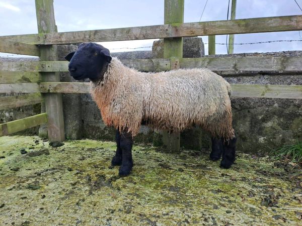 Pure Bred Suffolk Ram Lamb - Main image